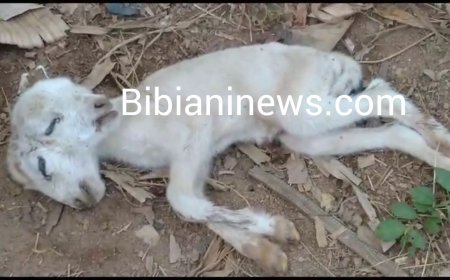 W/N: A sheep delivers twin lamb,with one having two separate heads, four eyes,two ears, and four legs at Sefwi Wenchi