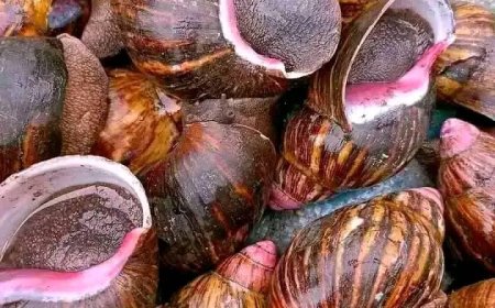 Let's talk about our health : Healthy lifestyle : reasons why snails are a great addition to a man's diet