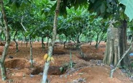 Illegal Farming in Forest Reserves: A Growing Concern