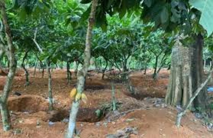 Illegal Farming in Forest Reserves: A Growing Concern