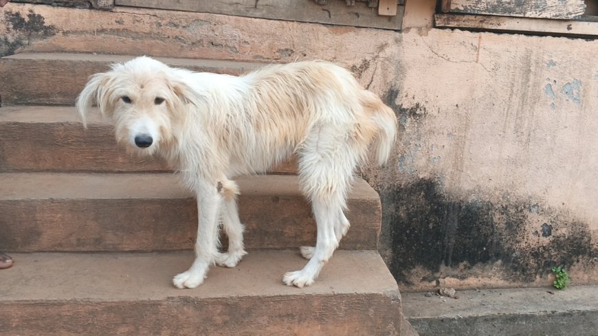 Bibiani Anhwiaso Bekwai Records Alarming Rise in Dog Bites – Veterinary Officer Warns