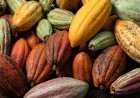 Bono Regional Minister Intercepts Smuggled Cocoa from Côte d'Ivoire, Suspects Arrested