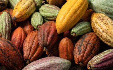 Bono Regional Minister Intercepts Smuggled Cocoa from Côte d'Ivoire, Suspects Arrested