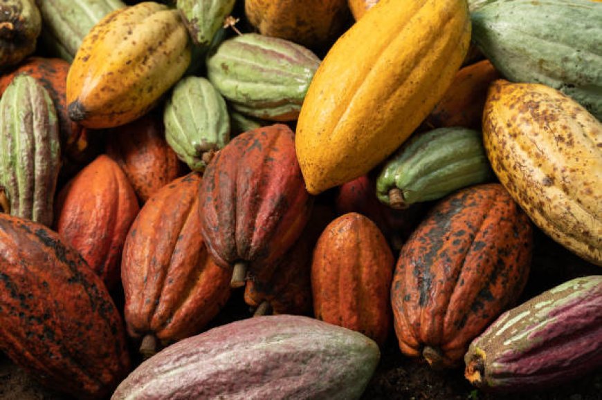 Bono Regional Minister Intercepts Smuggled Cocoa from Côte d'Ivoire, Suspects Arrested