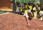 Farmers Deserve Better Support – Nana Ama Nyau II Criticizes Reduction in Cocoa Prices