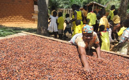Farmers Deserve Better Support – Nana Ama Nyau II Criticizes Reduction in Cocoa Prices