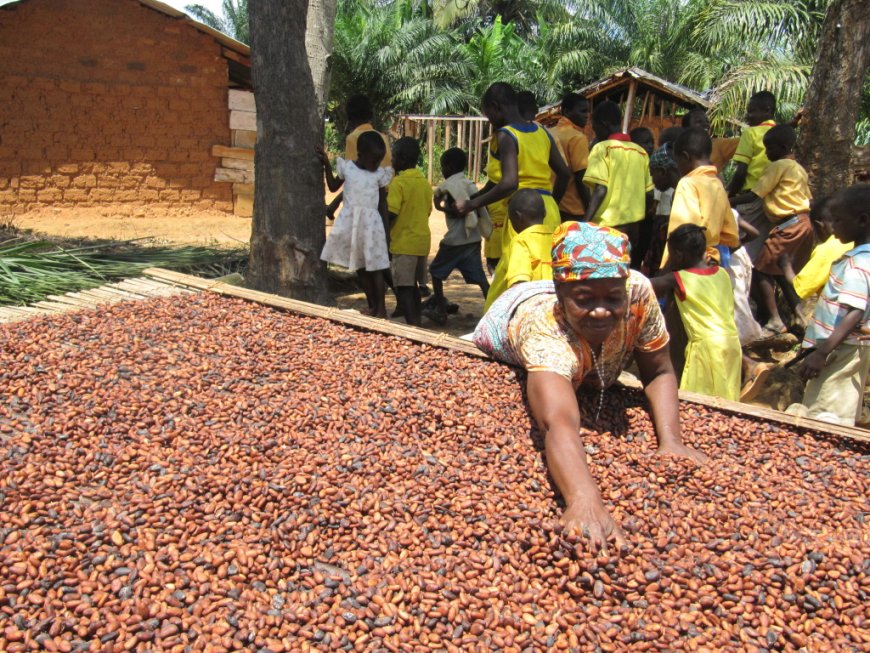 Farmers Deserve Better Support – Nana Ama Nyau II Criticizes Reduction in Cocoa Prices