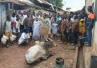 Traditional Leaders Call on Ghanaians to Preserve Cultural Heritage as Bibiani Old Town Performs Customary Rites Ahead of Resettlement