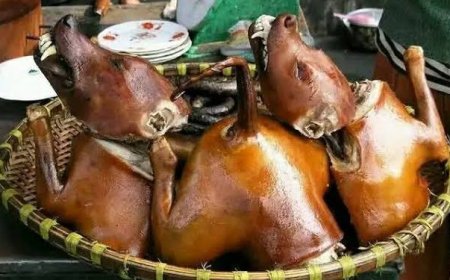 Civil Society Group Heads to Supreme Court to Enforce Ban on Dog and Cat Meat Consumption in Ghana