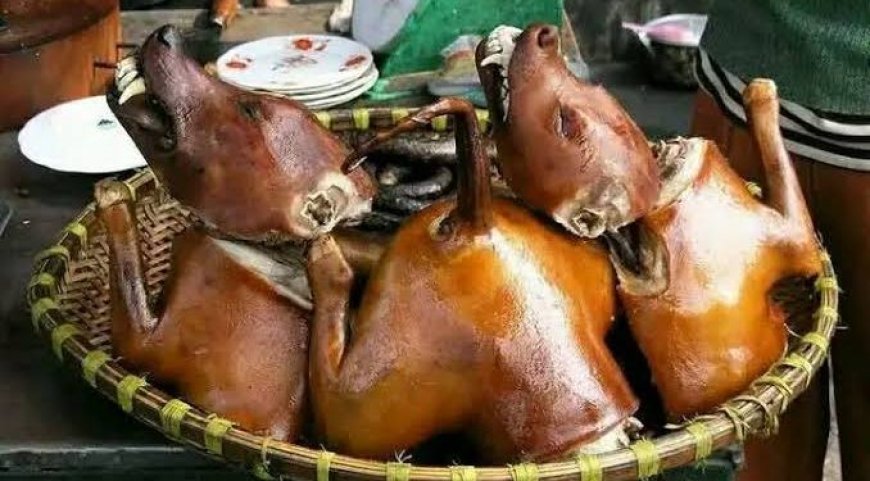 Civil Society Group Heads to Supreme Court to Enforce Ban on Dog and Cat Meat Consumption in Ghana
