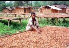 Western North NPP Calls for Cocoa Price Increase to GH₵2,985 Per Bag