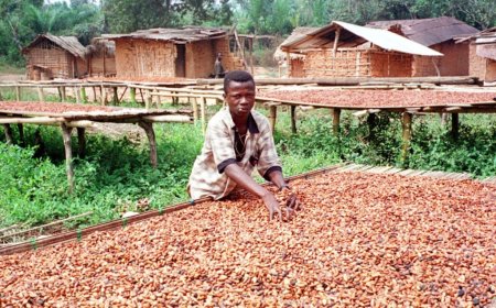 Western North NPP Calls for Cocoa Price Increase to GH₵2,985 Per Bag