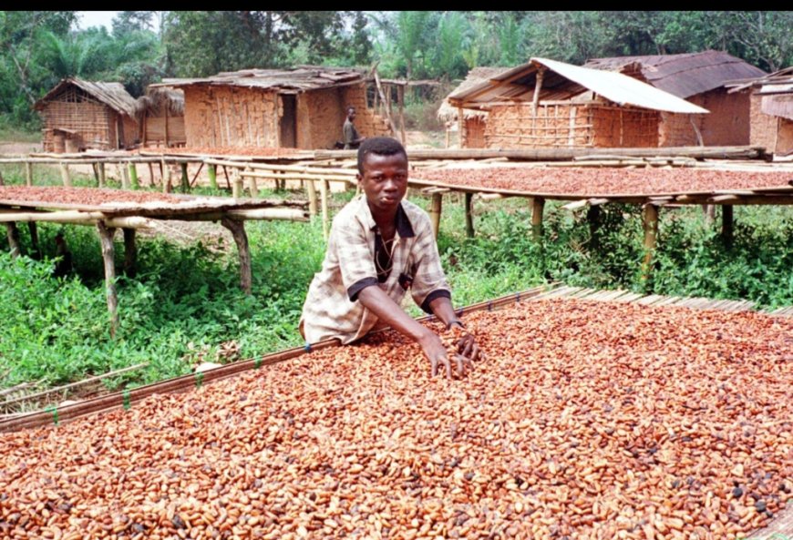 Western North NPP Calls for Cocoa Price Increase to GH₵2,985 Per Bag